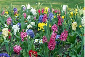 Image result for Good Morning with Spring Flowers and Bunnies