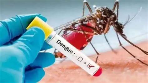 Dengue precautions and tips to prevent dengue, here are the dengue ...