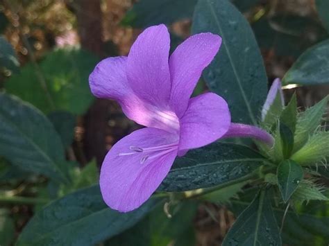Barleria cristata | Butterfly