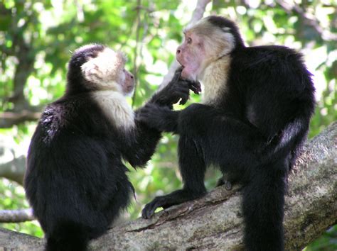 Photo | white-faced capuchin monkeys | UCLA