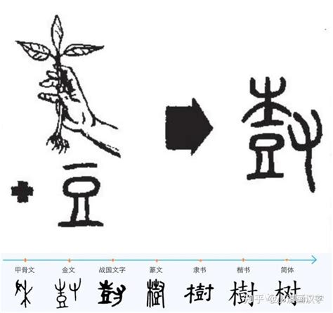 "树" 的详细解释 汉语字典