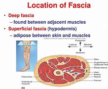 fascia 的图像结果