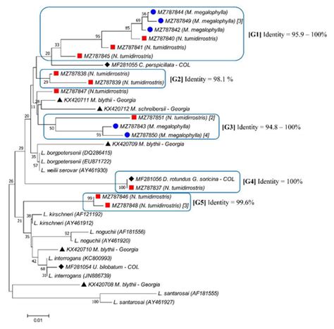 Pathogenic Leptospira Species in Bats: Molecular Detection in a ...