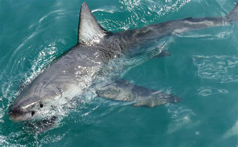 Tauchen in Südafrika - Die besten Tauchgebiete