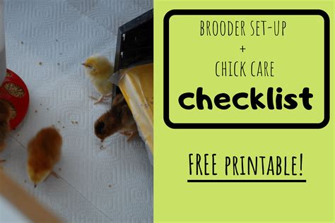 When to Remove Chicks From Brooder 的图像结果