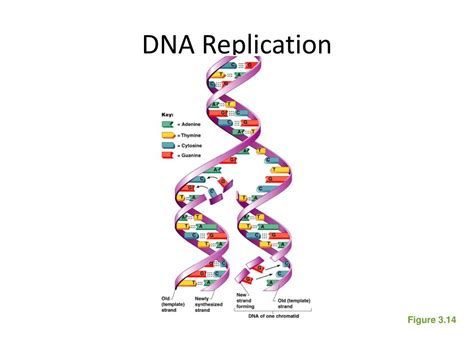 Image result for Gene Decoding