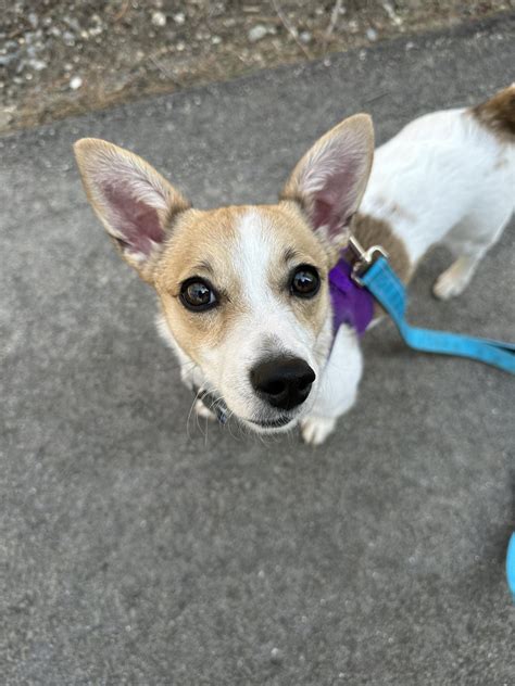 Is Wisdom Panel really that accurate? : r/DoggyDNA