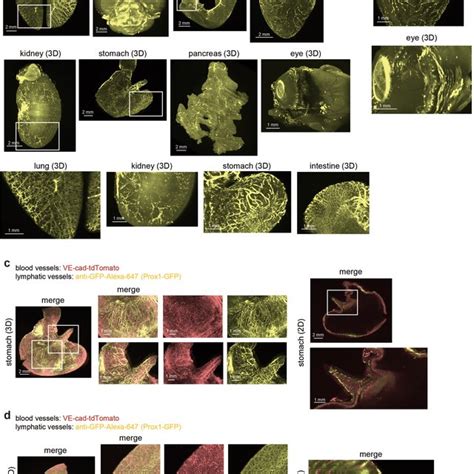 Image result for Monty Python Mouse Organ