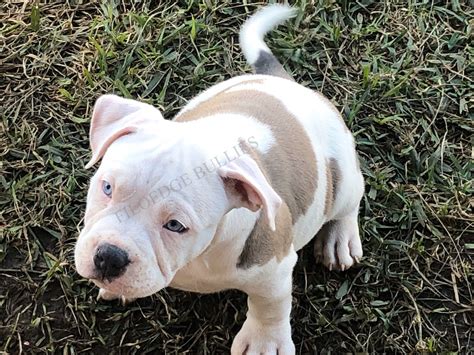 American Bully Puppies For Sale | San Antonio, TX #316314