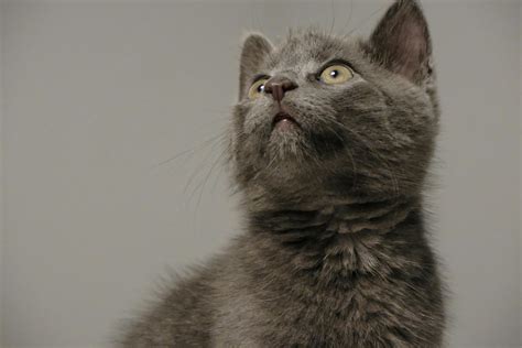 Goofy Ahh Cat Photos, Download The BEST Free Goofy Ahh Cat Stock Photos ...