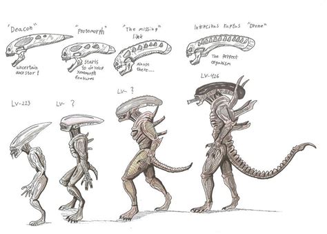 The Evolution of the Deacon | alien in 2019 | Predator alien, Xenomorph ...