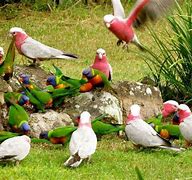 Image result for Cute and Cuddly Galahs