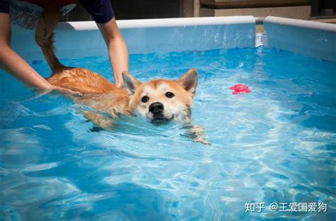 狗狗游泳有溺水风险，有些狗狗是不会游泳的！铲屎官要小心 | 宠物天空