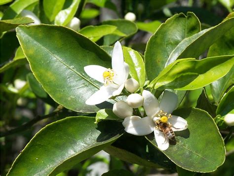 Wwe Wrestlers Profile: Florida State Flower Orange Blossom Gallery