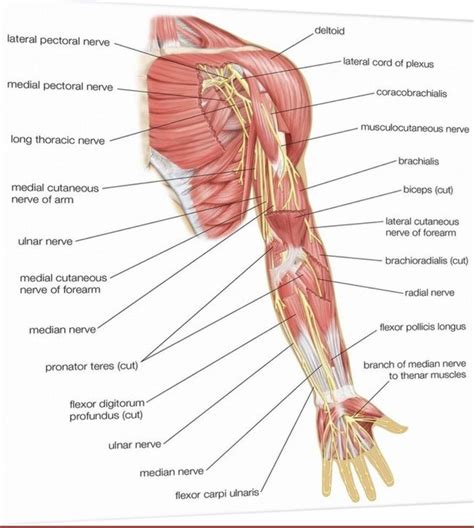Dorsal scapular nerve entrapment syndrome pain spa – Artofit