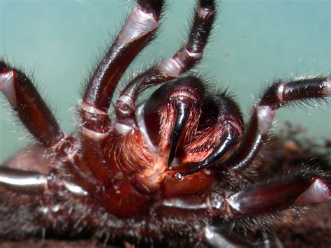 Spider Fangs Wallpaper and Background Image | 1600x1200 | ID:336434