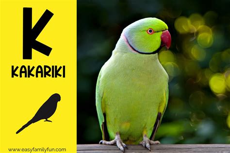 182 Thrilling Animals that Start with K