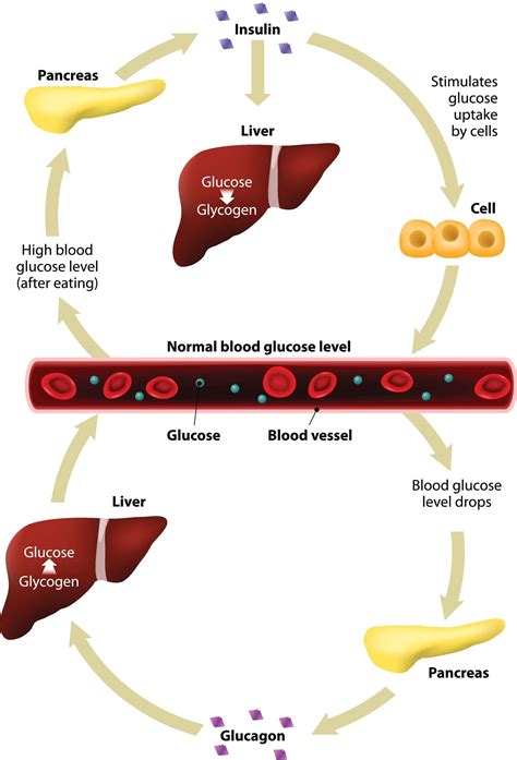 Image result for Positive Feedback Loop Endocrine System