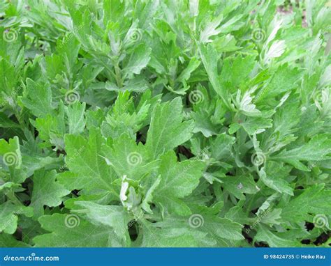 California Mugwort, Artemisia Douglasiana Stock Image - Image of douglas, leaves: 98424735
