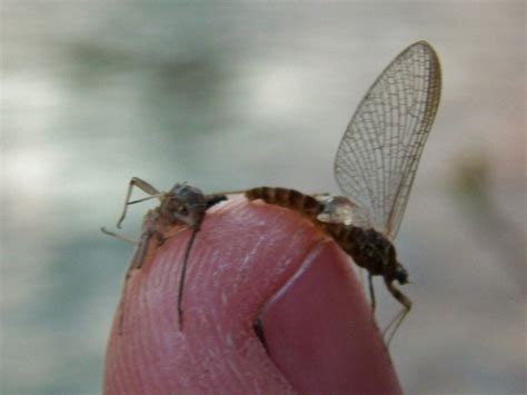 Image result for Emerger Fly Pattern