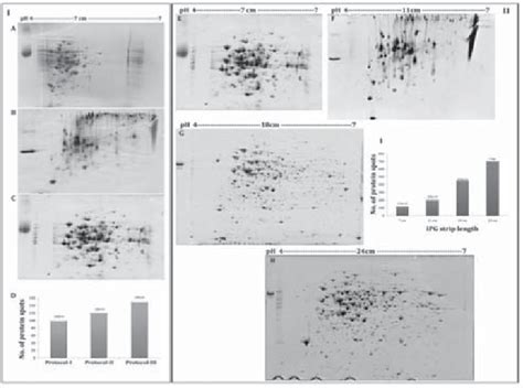 Image result for Protein Extraction Simple Protocol