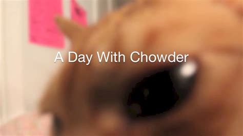 Image result for Chowder Vimeo
