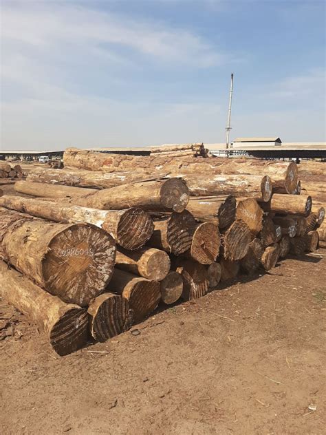 Pine Wood Logs - Kalpana Impex