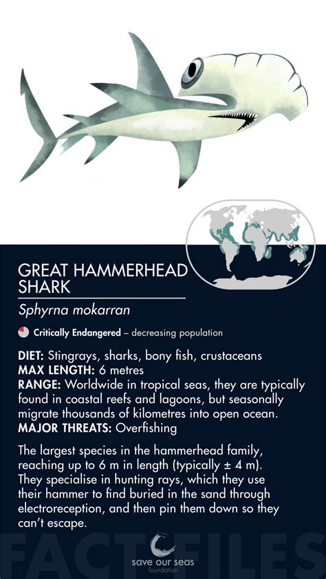 Great Hammerhead Shark Facts Great Hammerhead Shark Facts: “Like