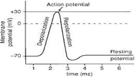 Image result for Resting Membrane Potential Flow Chart