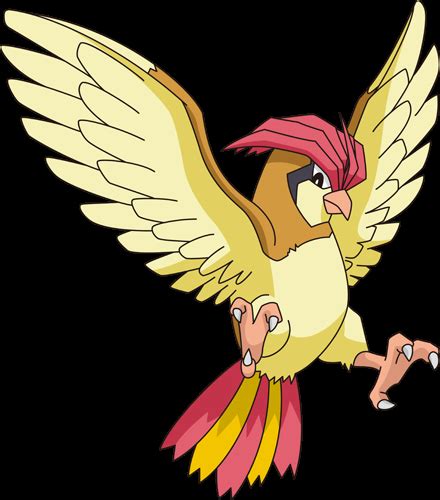 Image result for Pidgeotto Evolution Levels
