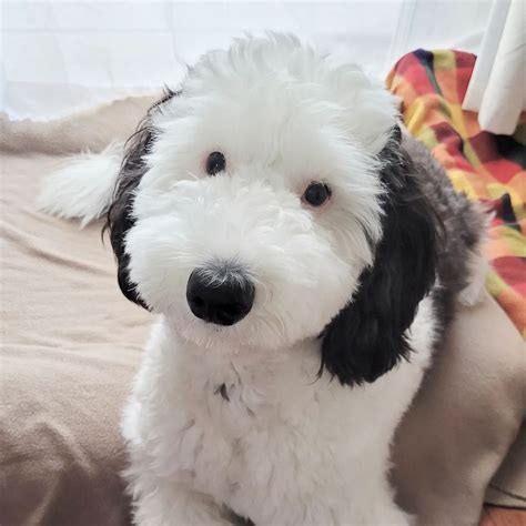 Bayley The Sheepadoodle: The Dog That Looks Like Snoopy