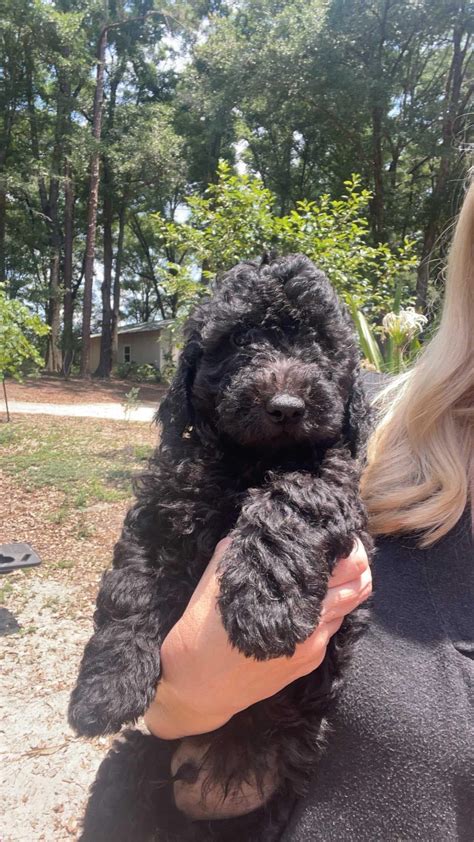 Goldendoodle Dog Breed Information & Characteristics