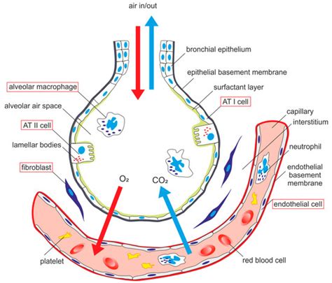 Alveolar-Capillary Membrane-Related Pulmonary Cells as a Target in ...