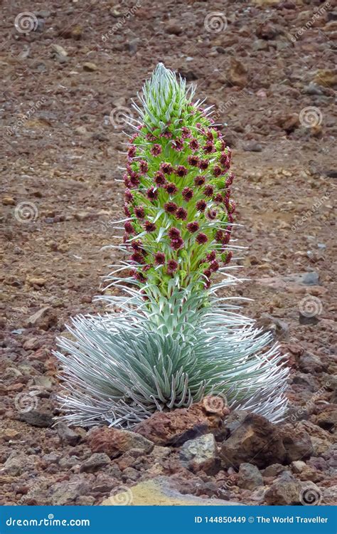 Haleakala Silversword Argyroxiphium Sandwicense in Full Bloom Stock Image - Image of haleakala ...