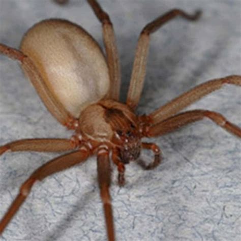 Download Close-up of a Brown Recluse Spider Wallpaper | Wallpapers.com