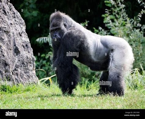 Male gorilla (Gorilla gorilla) standing on grass and seen from profile ...