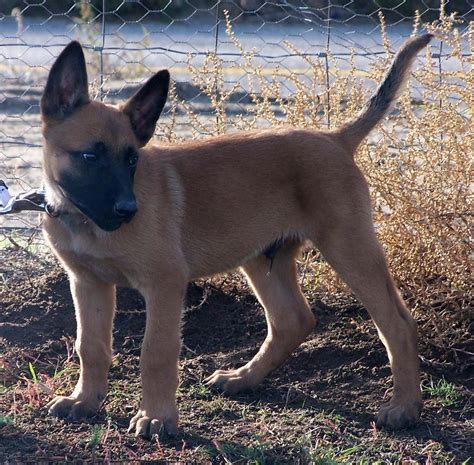 Belgian Malinois: A Comprehensive Guide to This Remarkable Dog Breed ...