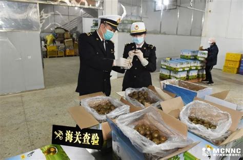 桂林海关按下罗汉果产品出口“快进键”_腾讯新闻