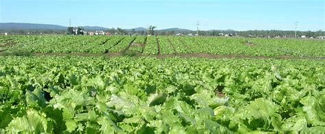 Local Food System Definition 的图像结果