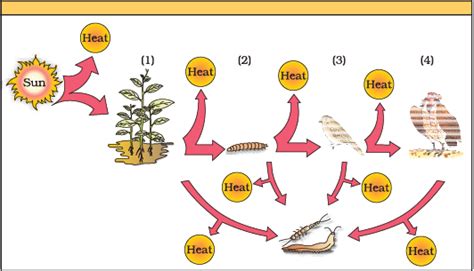 NCERT Exemplar: Ecosystem - Biology Class 12 - NEET PDF Download