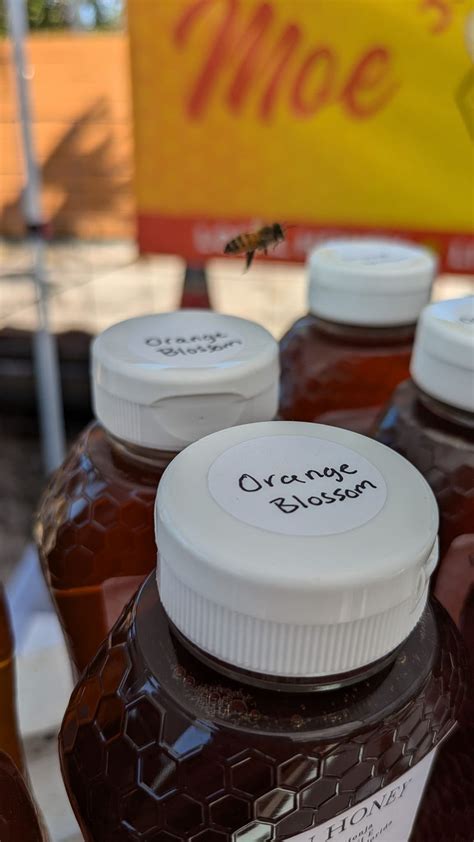 ?️? Help Us Support J&M Bee Farms, Monja & Her Family After Hurricane ...