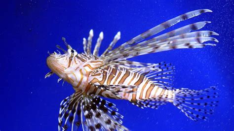 The Daystarter: Will 'Lionfish Challenge' put dent in invasive species ...