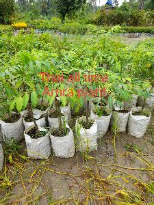 Green City Nursery - Pomegranate Plant Manufacturer Supplier from North ...