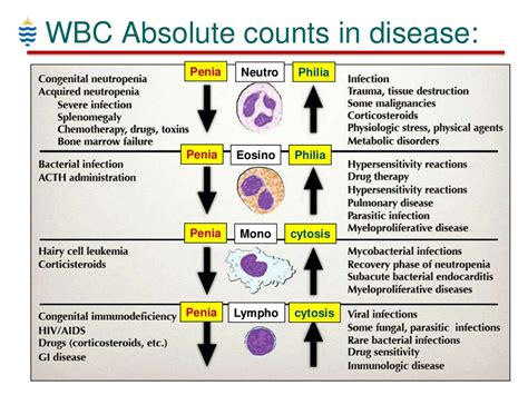 PPT - Pathology of WBC Disorders PowerPoint Presentation, free download - ID:8201916