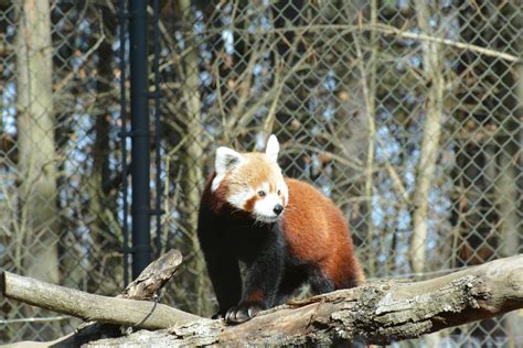Oglebay Good Zoo in Wheeling, West Virginia - Kid-friendly Attractions ...