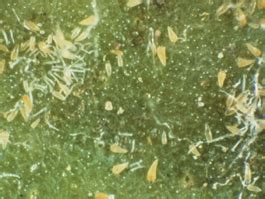 Kaolin, Özellikleri, Faydaları ve Kullanımı (Parçacık Film Teknolojisi ...