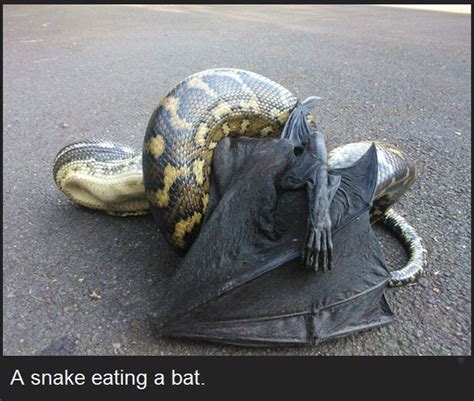 Image result for Terrifying Real Pictures