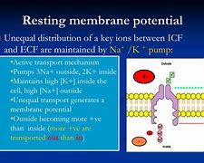 Image result for Resting Membrane Potential