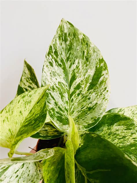 Your Marble Queen Pothos Has a Secret (And Here’s How to Keep It Happy)