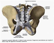 lacuna dei vasi salud siglo xxi regi 211 n dorsal tronco iv lacuna dei vasi salud siglo xxi regi 211 n dorsal tronco iv